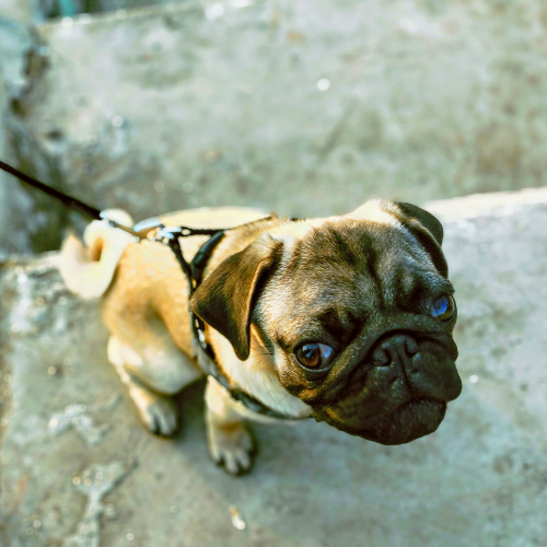 A pug wearing a collar and leash.